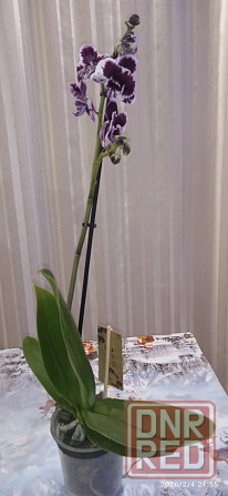 Орхидеи Донецк - изображение 4
