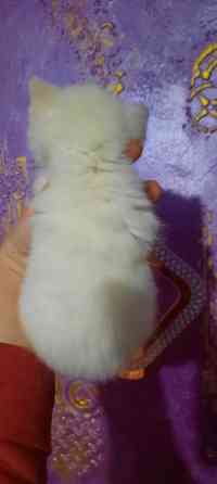 Шотландские плюшевые котята Донецк