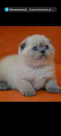 Шотландские плюшевые котята Донецк