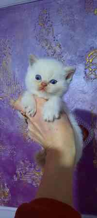 Шотландские плюшевые котята Донецк