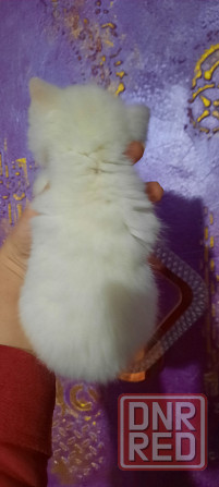 Шотландские плюшевые котята Донецк - изображение 3