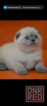 Шотландские плюшевые котята Донецк - изображение 1