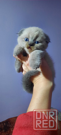 Шотландские плюшевые котята Донецк - изображение 4