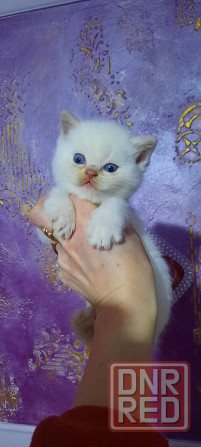 Шотландские плюшевые котята Донецк - изображение 2