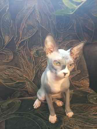 Продажа канадского сфинкса Макеевка