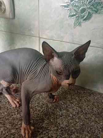 Продажа канадского сфинкса Макеевка