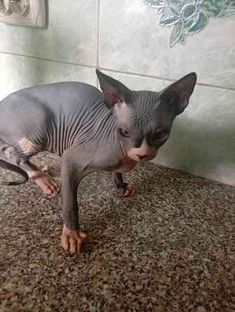 Продажа канадского сфинкса Макеевка
