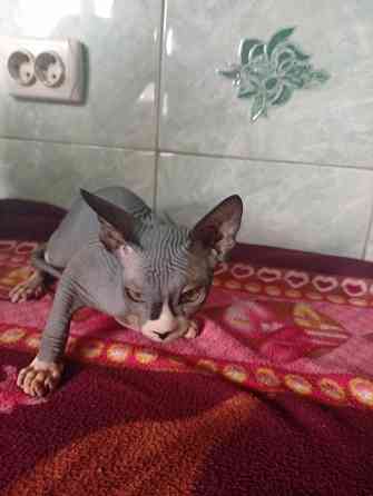 Продажа канадского сфинкса Макеевка