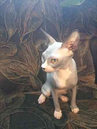 Продажа канадского сфинкса Макеевка