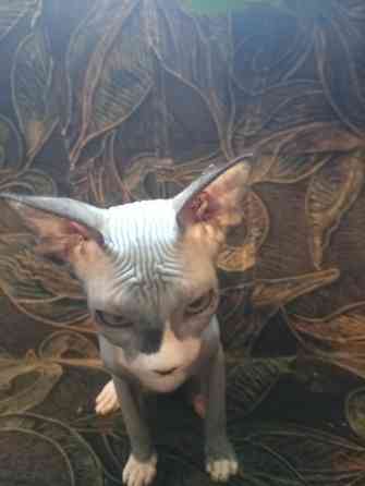 Продажа канадского сфинкса Макеевка