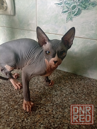 Продажа канадского сфинкса Макеевка - изображение 6