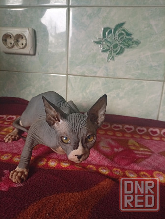 Продажа канадского сфинкса Макеевка - изображение 2