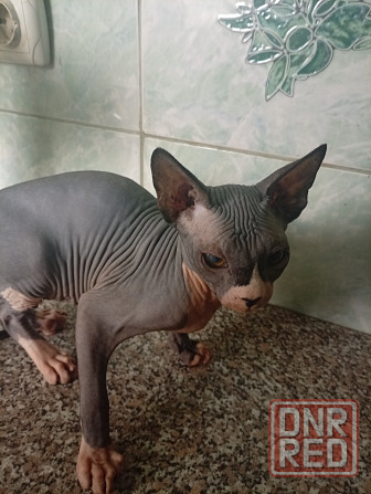 Продажа канадского сфинкса Макеевка - изображение 4