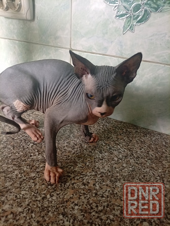 Продажа канадского сфинкса Макеевка - изображение 5