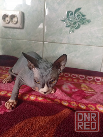 Продажа канадского сфинкса Макеевка - изображение 1