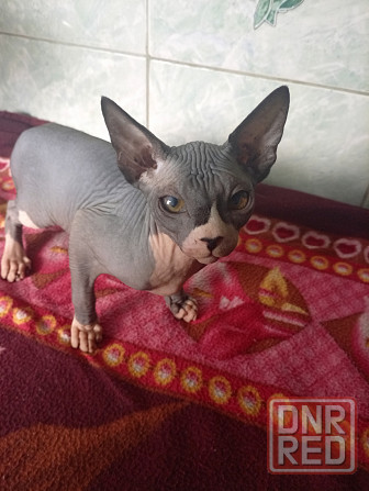 Продажа канадского сфинкса Макеевка - изображение 3