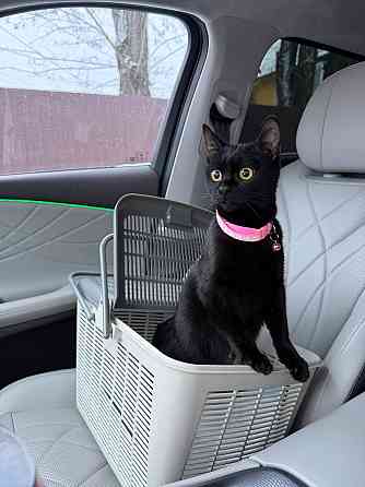 Зоотакси Донецк