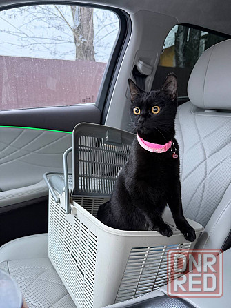 Зоотакси Донецк - изображение 1