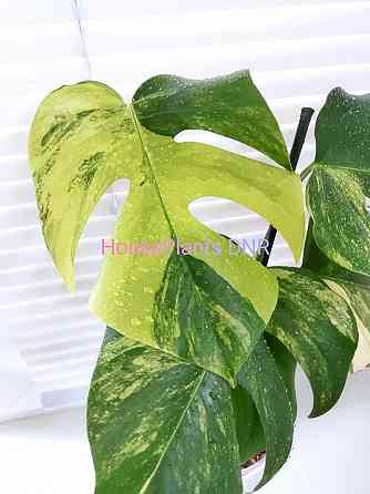 Монстера Monstera pertusa 'Yellow Splash' Макеевка