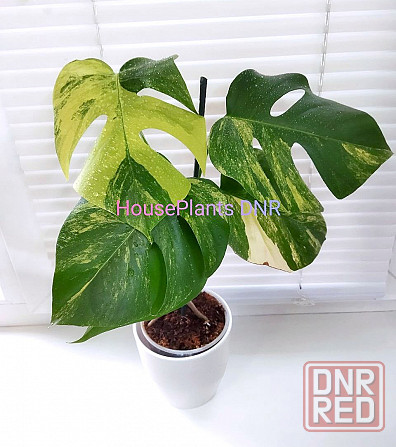 Монстера Monstera pertusa 'Yellow Splash' Макеевка - изображение 2