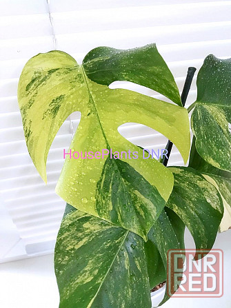 Монстера Monstera pertusa 'Yellow Splash' Макеевка - изображение 1