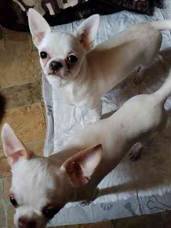 Чихуахуа, д. р. 24.09.25 Луганск