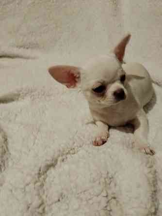 Чихуахуа, д. р. 24.09.25 Луганск