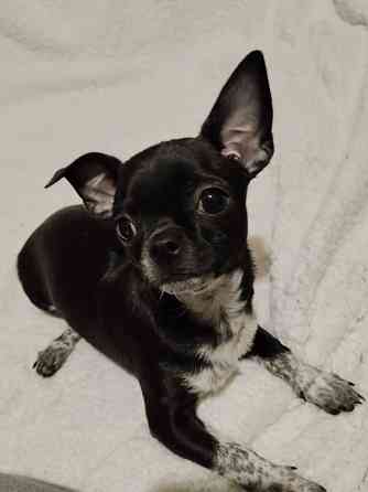 Чихуахуа, д. р. 24.09.25 Луганск