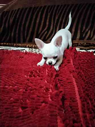 Чихуахуа, д. р. 24.09.25 Луганск