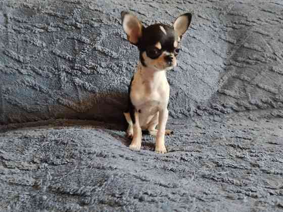 Чихуахуа, д. р. 24.09.25 Луганск