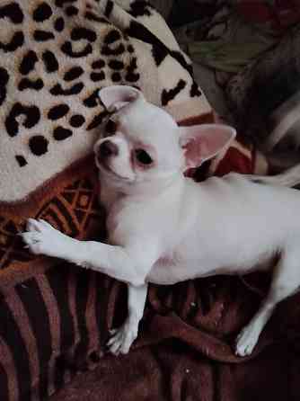 Чихуахуа, д. р. 24.09.25 Луганск