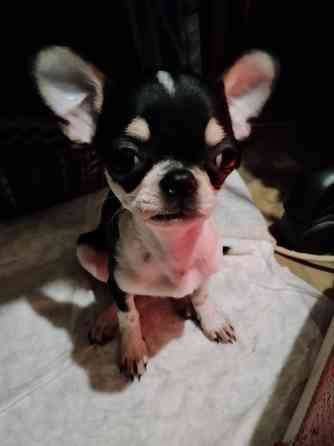 Чихуахуа, д. р. 24.09.25 Луганск