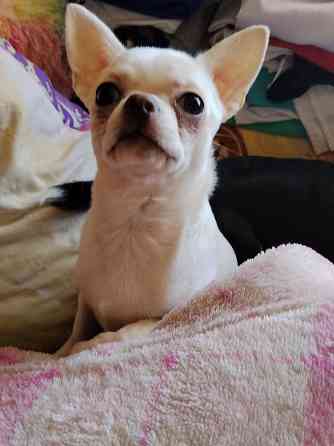 Чихуахуа, д. р. 24.09.25 Луганск