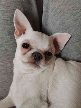 Чихуахуа, д. р. 24.09.25 Луганск