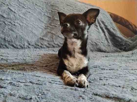 Чихуахуа, д. р. 24.09.25 Луганск