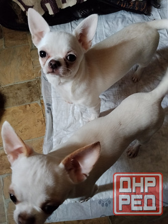 Чихуахуа,мальчик от чистокровных родителей Луганск - изображение 4