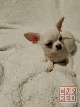 Чихуахуа, д. р. 24.09.25 Луганск - изображение 1