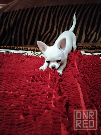 Чихуахуа, д. р. 24.09.25 Луганск - изображение 6