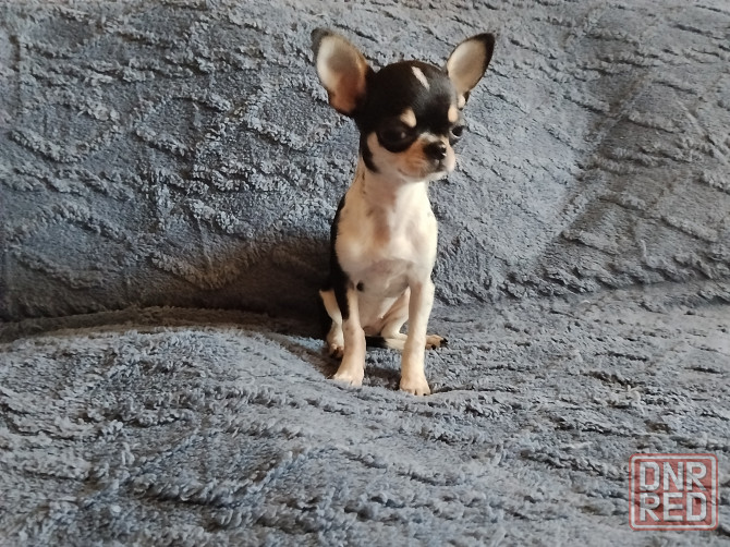 Чихуахуа, д. р. 24.09.25 Луганск - изображение 2