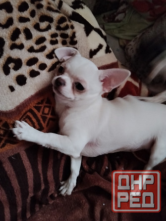 Чихуахуа,мальчик от чистокровных родителей Луганск - изображение 5