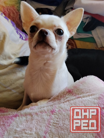 Чихуахуа,мальчик от чистокровных родителей Луганск - изображение 3