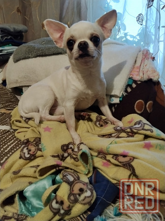 Чихуахуа, д. р. 24.09.25 Луганск - изображение 7