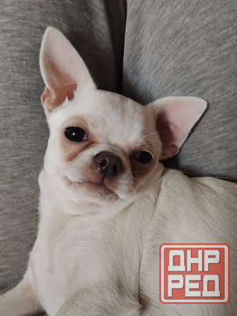 Чихуахуа,мальчик от чистокровных родителей Луганск - изображение 6