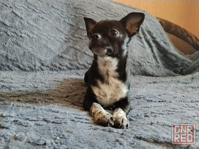 Чихуахуа, д. р. 24.09.25 Луганск - изображение 4