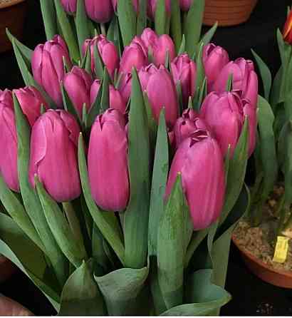 Тюльпаны цветы доставка Донецк