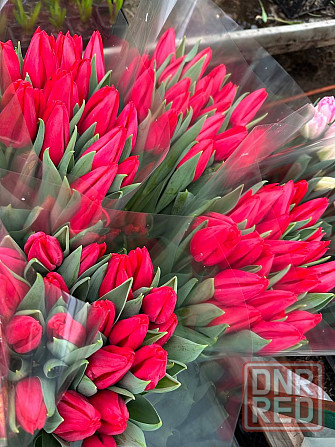Тюльпаны цветы доставка Донецк - изображение 5