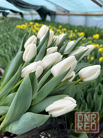 Тюльпаны цветы доставка Донецк - изображение 6