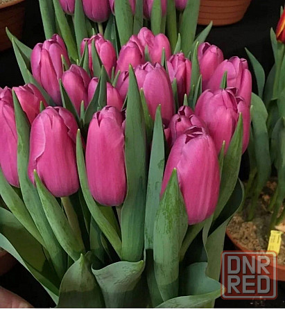 Тюльпаны цветы доставка Донецк - изображение 2