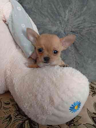 Продам щенков . Донецк