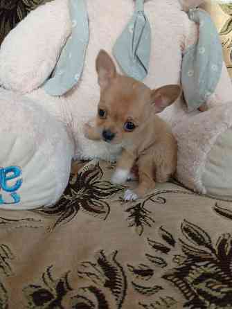 Продам щенков . Донецк